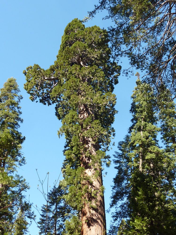 big tree state park (11).JPG